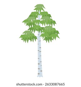 An illustration of a white birch tree with its distinctive white trunk and soft green leaves