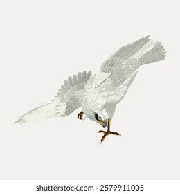 Illustration of a white bird of prey with outstretched wings. The bird is detailed, showing feathers and talons. It's a dynamic pose of a hunting bird. Vintage bird illustration vector.