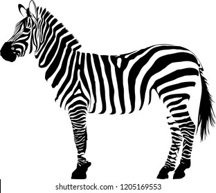 illustration white and black animal zebra vectorin white background