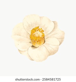 Illustration of a white camellia flower with yellow center. Camellia petals are soft and delicate. The camellia's yellow center contrasts beautifully with white petals. Vintage illustration, vector.