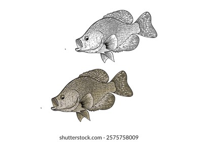 illustration of white Carp (Cyprinus carpio) in engraving style