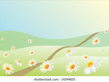 illustration with white chamomile field