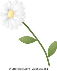 Illustration of white chamomile flowers