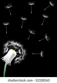 illustration with white dandelion on black background