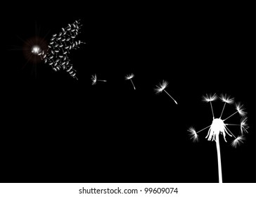 illustration with white dandelion on black background