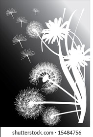 illustration with white dandelions on black background