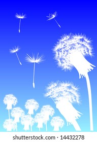 illustration with white dandelions on blue background