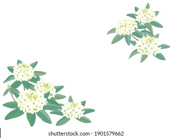 Illustration of white Daphne odora blooming in early spring