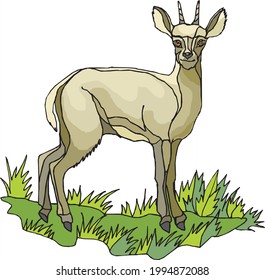 illustration of a white deer in white background