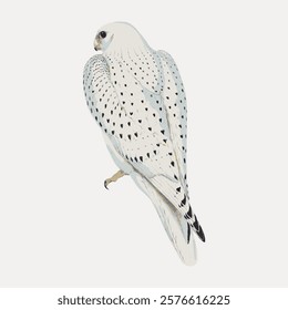 Illustration of a white falcon with black spots. The falcon is perched, showcasing its elegant plumage. Falcon illustration with detailed feathers. Vintage animal illustration isolated, vector.