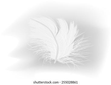 illustration with white feather on light grey background