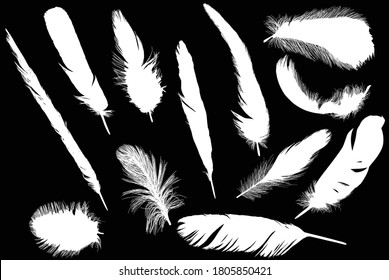illustration with white feathers on black background