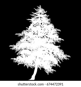 illustration with white fir isolated on black background