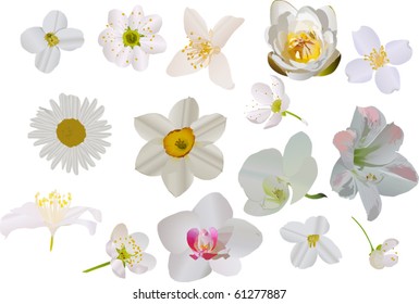 illustration with white flower collection