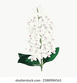 Illustration of a white flower with green leaves. The flower has delicate petals and a natural look. Botanical art featuring a white flower and green leaves. Vintage art illustration, vector.