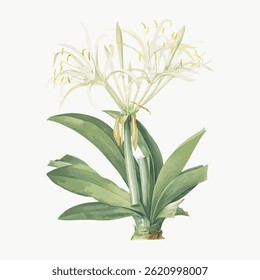 Illustration of a white flower with green leaves. The flower features delicate white petals and vibrant green leaves. Botanical art of a white flower and green leaves. Vintage flower vector.