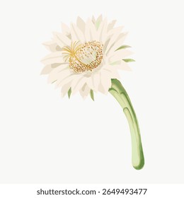 Illustration of a white flower with green stem. The flower features delicate petals and a detailed center. White flower with green stem, perfect for nature-themeds. Vintage flower illustration vector.