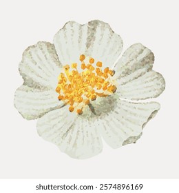 Illustration of a white flower with yellow center. The flower has delicate petals. White flower with yellow center, detailed petals. Elegant white flower. Vintage illustration isolated, vector.