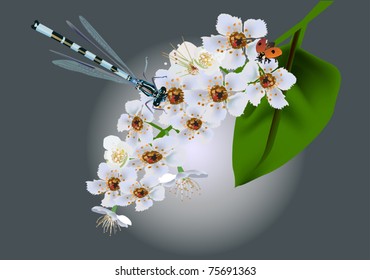 illustration with white flowers, dragonfly and bug on grey background