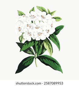 Illustration of white flowers with green leaves. Detailed floral design with white petals. Botanical art featuring white flowers and lush green leaves. Vintage art illustration, vector.