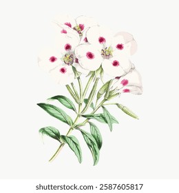 Illustration of white flowers with pink centers and green leaves. Delicate floral design showcasing white petals and pink accents. Botanical art with white flowers. Vintage art illustration, vector.