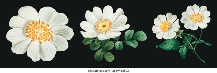 Illustration of white flowers with yellow centers and green leaves. Three white flowers, detailed petals, and vibrant green leaves on a dark background. Spring flower illustrations, isolated vectors.