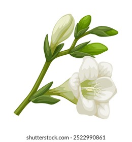 Illustration einer weißen Freesia-Blume, einzeln auf weißem Hintergrund.