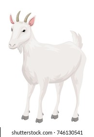 Illustration of a White Goat