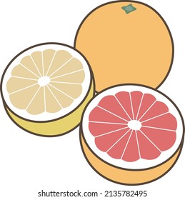 Illustration of white grapefruit and pink grapefruit
