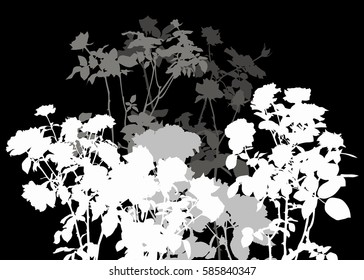 Illustration With White And Grey Rose Flowers Bush Isolated On Black Background