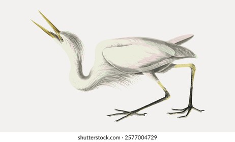 Illustration of a white heron with long legs and a pointed beak. The heron is depicted in a dynamic pose, showcasing its elegant feathers and graceful stance. Vintage animal illustration, vector.