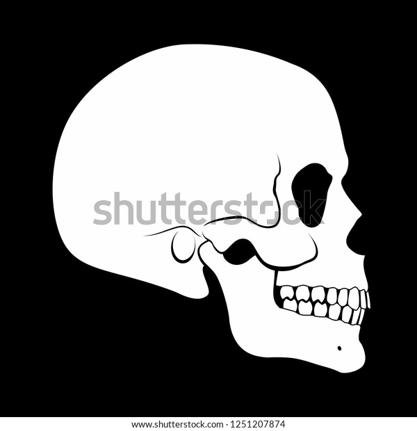 Illustration White Human Skull Side View のベクター画像素材 ロイヤリティフリー