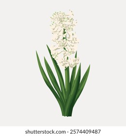 Illustration of a white hyacinth with lush green leaves. The hyacinth flower stands tall, showcasing its delicate white petals. Hyacinth plant in full bloom. Vintage art drawing, isolated vector.