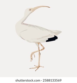 Illustration of a white ibis with a long curved beak, standing on one leg. The ibis is depicted in a minimalist style against a plain background. Vintage bird illustration vector.