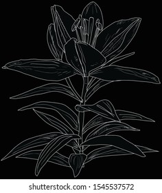 illustration with white lily flower silhouette isolated on black background