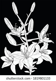 illustration with white lily flower silhouette isolated on black background
