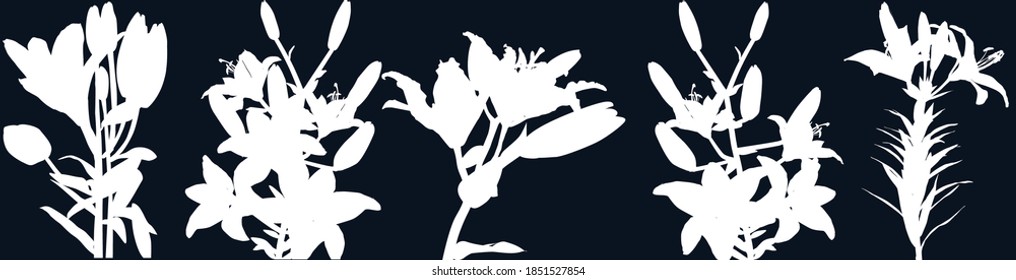 illustration with white lily flower silhouettes isolated on black background