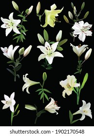illustration with white lily flowers isolated on black background