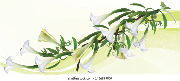 illustration with white lily flowers on yellow background