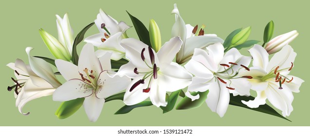 illustration with white lily flowers on light background