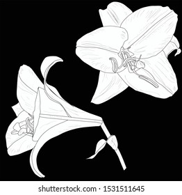 illustration with white lily flowers silhouettes isolated on black background