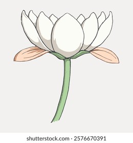 Illustration of a white lotus flower with green stem and pink petals. Lotus flower in bloom, showcasing delicate petals. Simple lotus flower drawing. Vintage floral illustration isolated, vector.