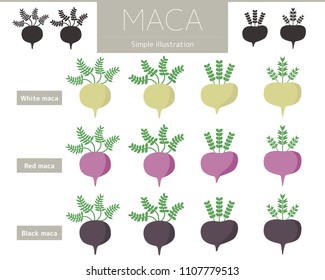 Illustration of white maca, red maca, black maca.