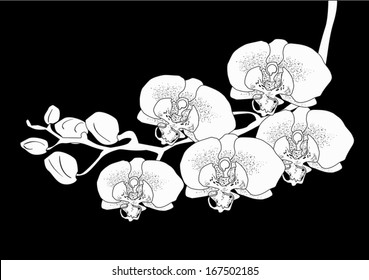 illustration with white orchid on black background