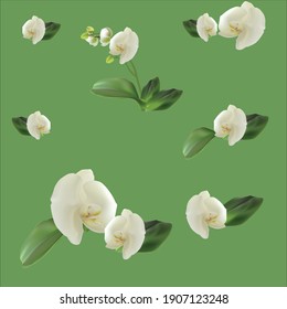 ilustração com orquídeas brancas no fundo verde claro