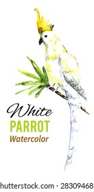 Illustration of a white parrot