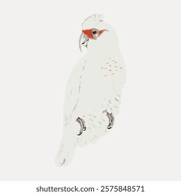 Illustration of a white parrot with a red face. The parrot is perched, showcasing its white feathers. A detailed parrot drawing with red facial markings. Vintage animal illustration isolated, vector.