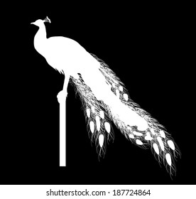 illustration with white peacock silhouette isolated on black background