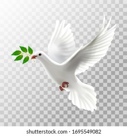 Illustration white pigeon flying with leaf on transparent