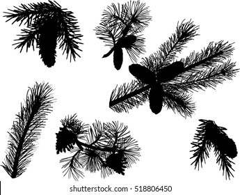 illustration with white pine branches isolated on white background